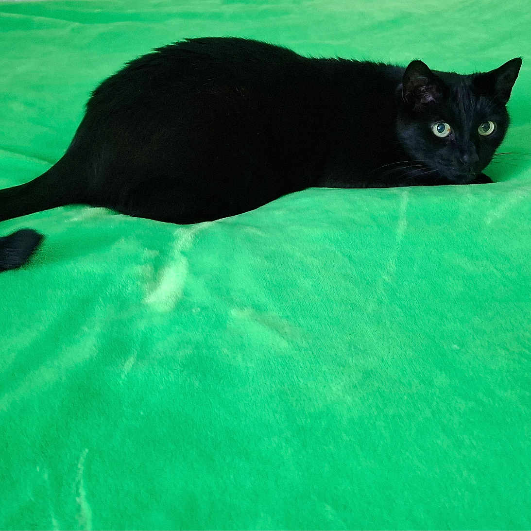 Orphée participe au concours pour gagner de l'argent avec cette photo : alert, animal, black_cat, cat, close_up, cozy, cute, domestic_animal, ears, feline, fur, green_blanket, indoor, lying_down, pet, quiet, resting, soft_texture, tail, whiskers
