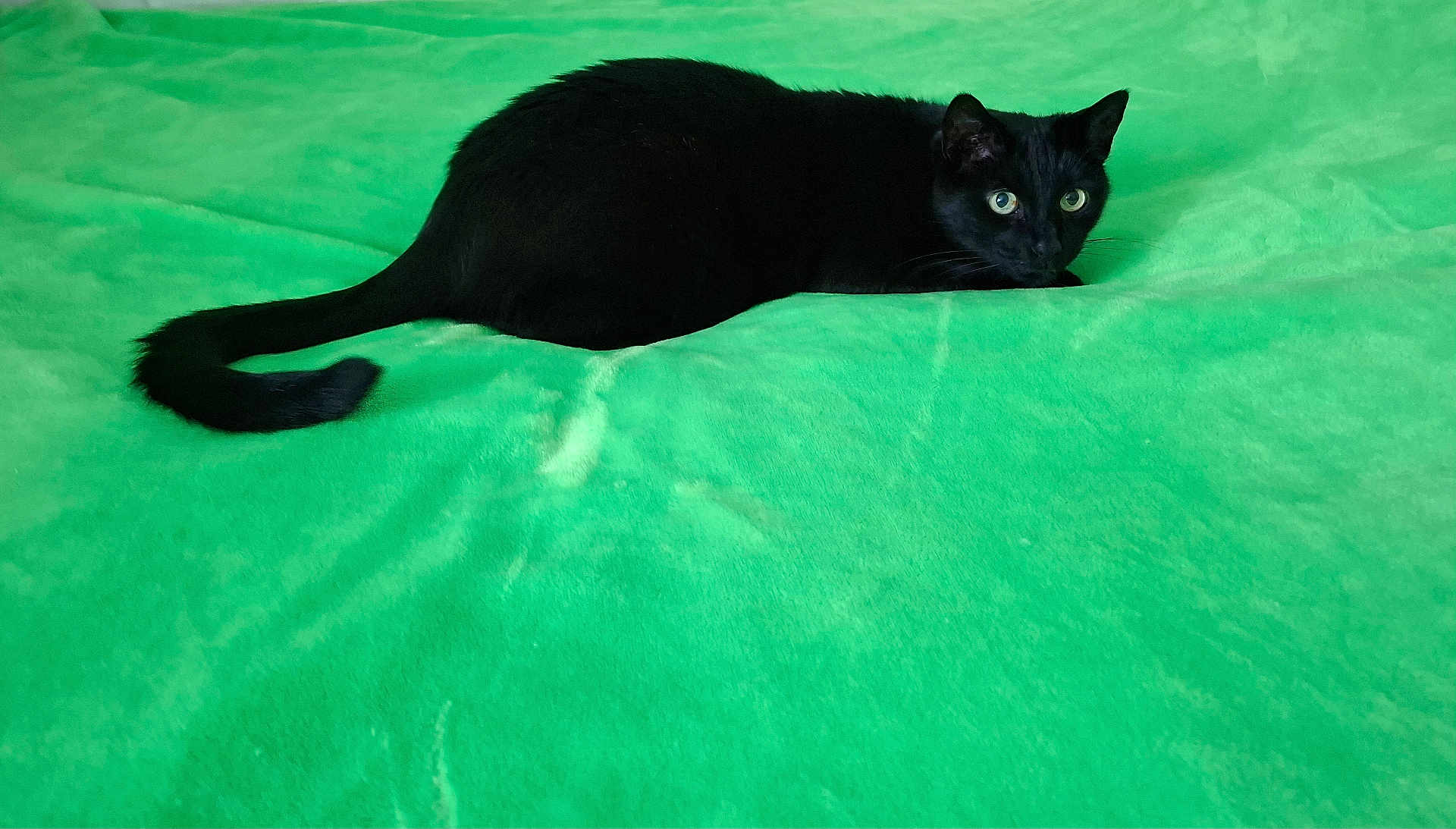 Orphée