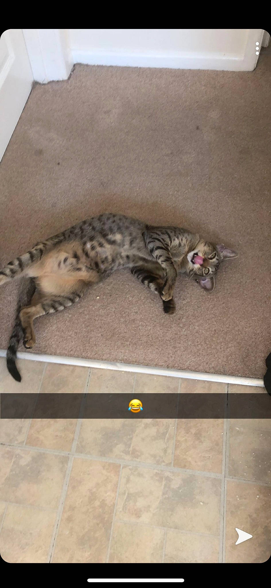 Azkaban joined the competition — help win amazing prizes! bengal, carnivore, cat, domestic_short_haired_cat, dragon_li, egyptian_mau, european_shorthair, felidae, kitten, ocicat, savannah, small_to_medium_sized_cats, tabby_cat, tail