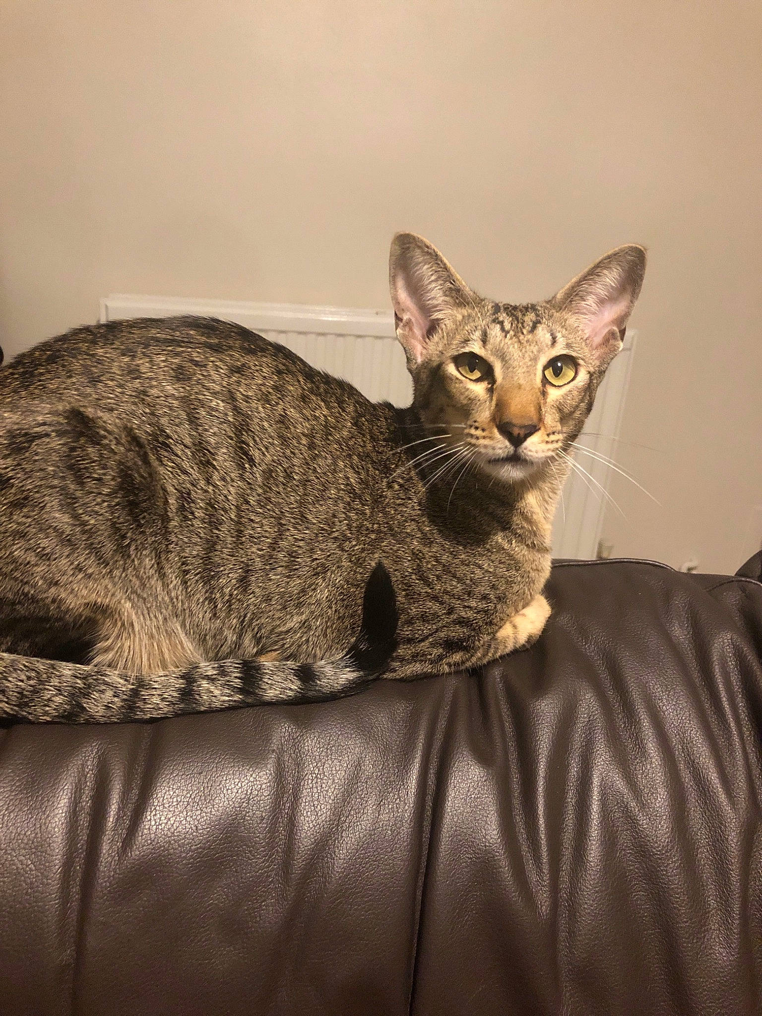 Azkaban is registered to the contest to win money with this photo: arabian_mau, asian, australian_mist, california_spangled, carnivore, cat, chausie, dragon_li, european_shorthair, felidae, mammal, ocicat, oriental_longhair, oriental_shorthair, rex_cat, savannah, small_to_medium_sized_cats, tabby_cat, vertebrate, whiskers