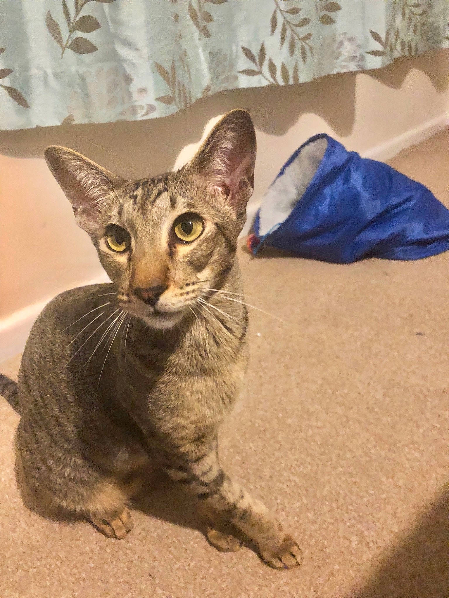 Azkaban joined the competition — help win amazing prizes! arabian_mau, asian, australian_mist, carnivore, cat, chausie, domestic_short_haired_cat, european_shorthair, felidae, german_rex, kitten, mammal, ocicat, oriental_longhair, oriental_shorthair, small_to_medium_sized_cats, tabby_cat, vertebrate, whiskers