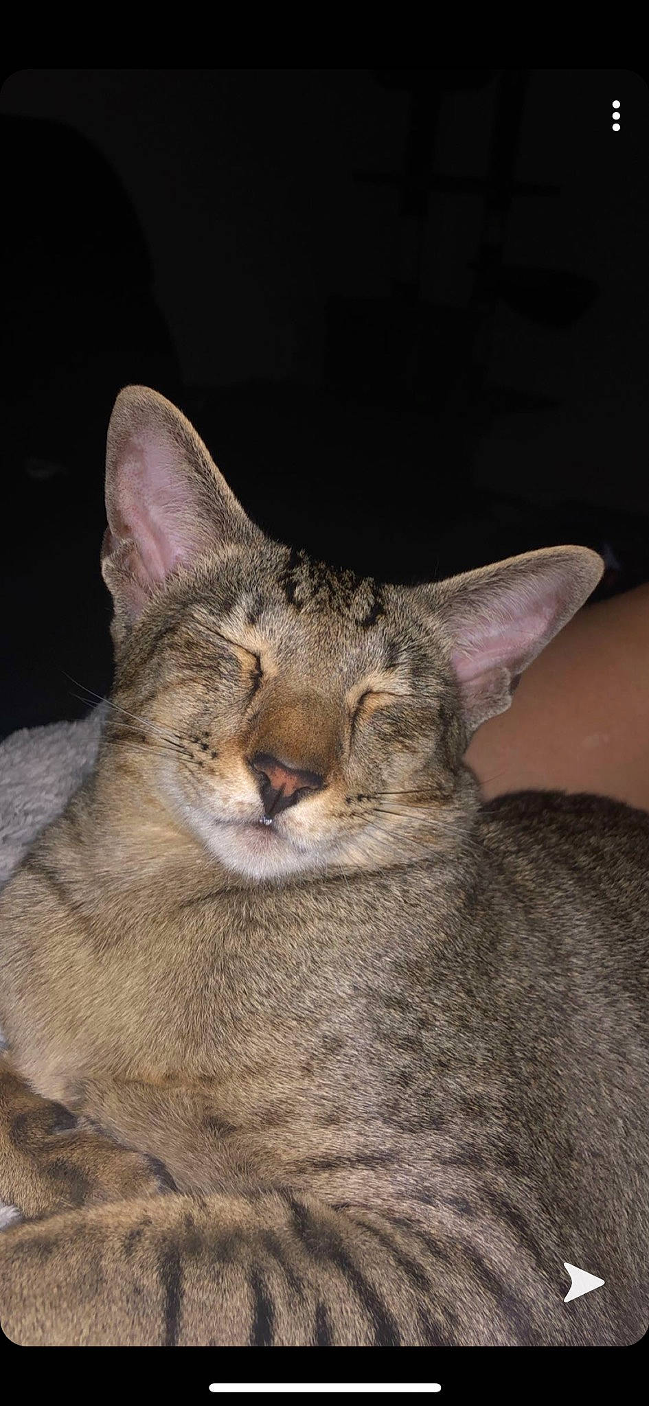 Azkaban joined the competition — help win amazing prizes! asian, carnivore, cat, chausie, domestic_short_haired_cat, european_shorthair, felidae, german_rex, mammal, ocicat, oriental_longhair, oriental_shorthair, pixie_bob, savannah, small_to_medium_sized_cats, snout, tabby_cat, vertebrate, whiskers, wildlife