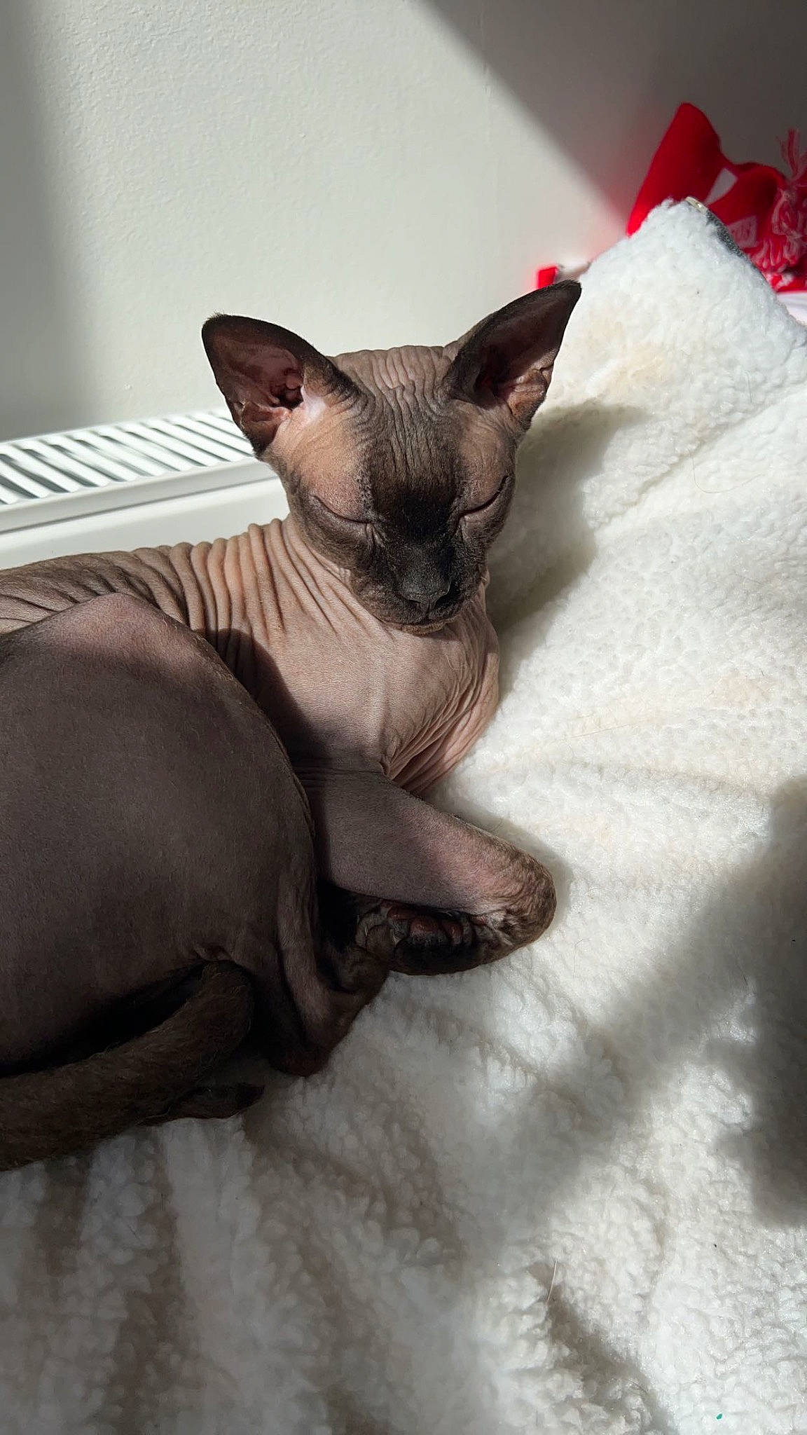 Anubis is registered to the contest to win money with this photo: canidae, carmine, carnivore, cat, claw, comfort, cone, dog_breed, donskoy, fawn, felidae, fur, linens, siamese, small_to_medium_sized_cats, snout, sphynx, terrestrial_animal, toy_dog, whiskers