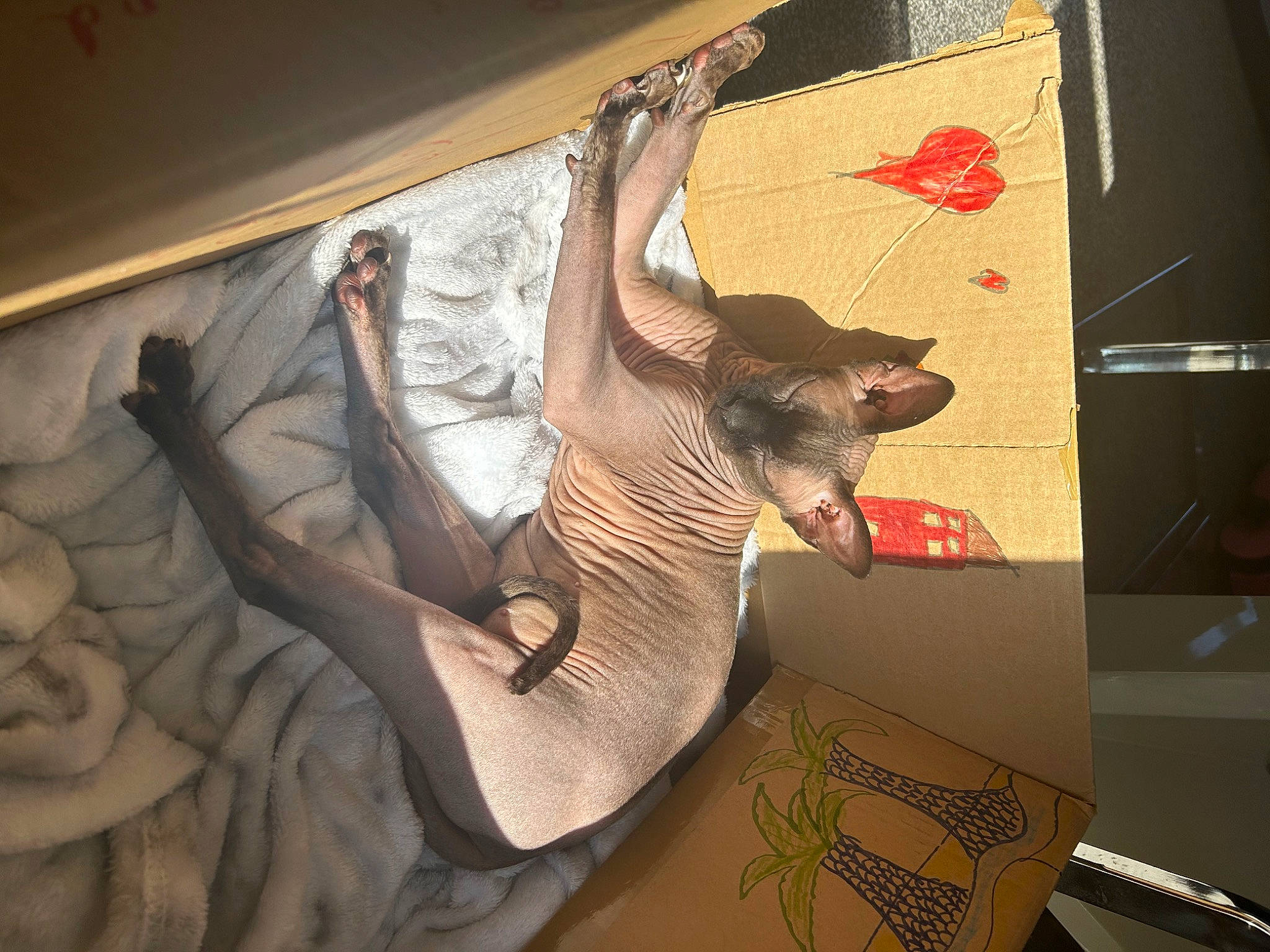 Anubis joined the competition — help win amazing prizes! art, artifact, bat, carmine, creative_arts, fawn, felidae, fictional_character, flesh, metal, paper, pattern, room, sculpture, small_to_medium_sized_cats, tail, visual_arts, whiskers, wing, wood