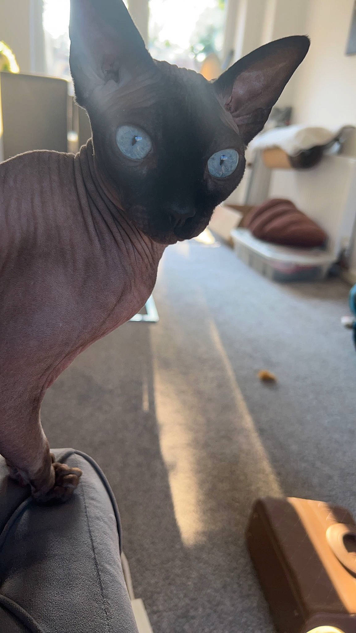 Anubis joined the competition — help win amazing prizes! canidae, carmine, dog_breed, ear, fawn, felidae, flooring, fur, gesture, grey, human_leg, metal, non_sporting_group, small_to_medium_sized_cats, snout, tail, toy, vertebrate, whiskers, wood