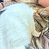 cat, tabby_cat, white_cat, sleeping, sleepy, pet, animal, whiskers, fur, close_up, portrait, relaxed, cuddling, person, blonde_hair, earring, clothing, indoor, cozy, nap