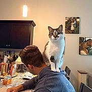 Matz is registered to the contest to win money with this photo: cat, person, indoor, kitchen, shoulders, sitting, standing, tabby, white_fur, gray_fur, pet, domestic, portrait, table, chair, cabinet, pendant_light, family_photos, home, funny