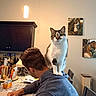 cat, person, indoor, kitchen, shoulders, sitting, standing, tabby, white_fur, gray_fur, pet, domestic, portrait, table, chair, cabinet, pendant_light, family_photos, home, funny
