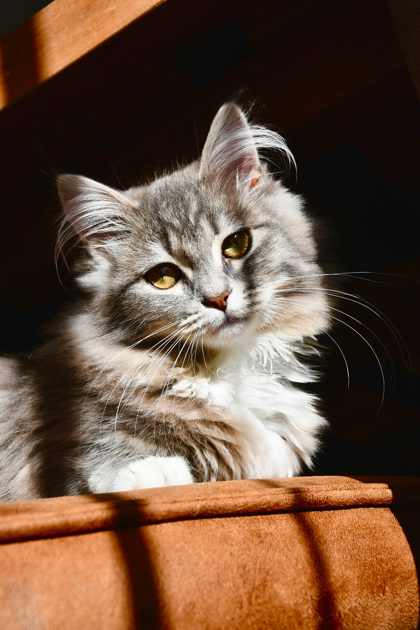 Suki participe au concours pour gagner de l'argent avec cette photo : art, box, carnivore, cat, domestic_short_haired_cat, fawn, felidae, flooring, fur, paw, sitting, small_to_medium_sized_cats, snout, tail, whiskers, window, wood