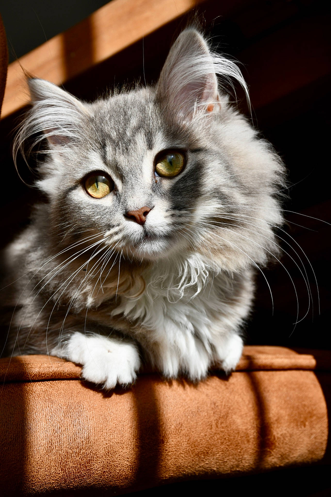 Suki participe au concours pour gagner de l'argent avec cette photo : british_longhair, carnivore, cat, cat_supply, cat_toy, claw, domestic_short_haired_cat, door_mat, felidae, fur, paw, photo_caption, sitting, small_to_medium_sized_cats, snout, tail, whiskers, window