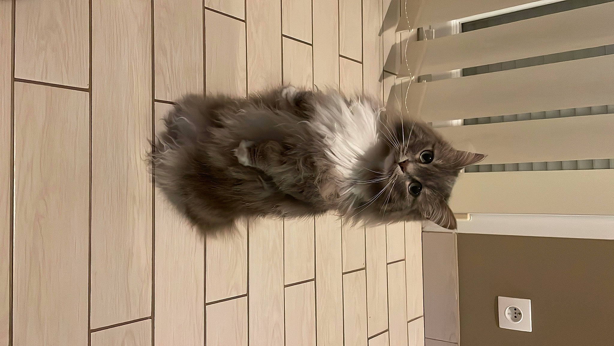 Suki a rejoint le concours — aidez-le/la à gagner de superbes lots ! carnivore, cat, claw, felidae, flooring, fur, grey, hardwood, maine_coon, monochrome, monochrome_photography, paw, plank, small_to_medium_sized_cats, snout, tail, terrestrial_animal, whiskers, window, wood