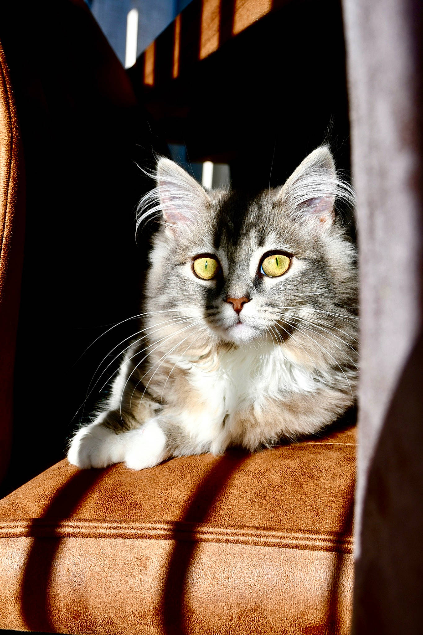 Suki participe au concours pour gagner de l'argent avec cette photo : carnivore, cat, claw, comfort, couch, domestic_short_haired_cat, felidae, fur, linens, paw, photo_caption, sitting, small_to_medium_sized_cats, snout, tail, whiskers, window, wood