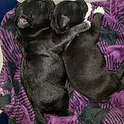 Twins is registered to the contest to win money with this photo: adorable, animal, black_puppies, blanket, companion, cozy, cuddling, cute, friendship, fur, indoors, paw, pets, puppies, purple_blanket, relaxation, resting, sleeping, snuggle, young_dogs