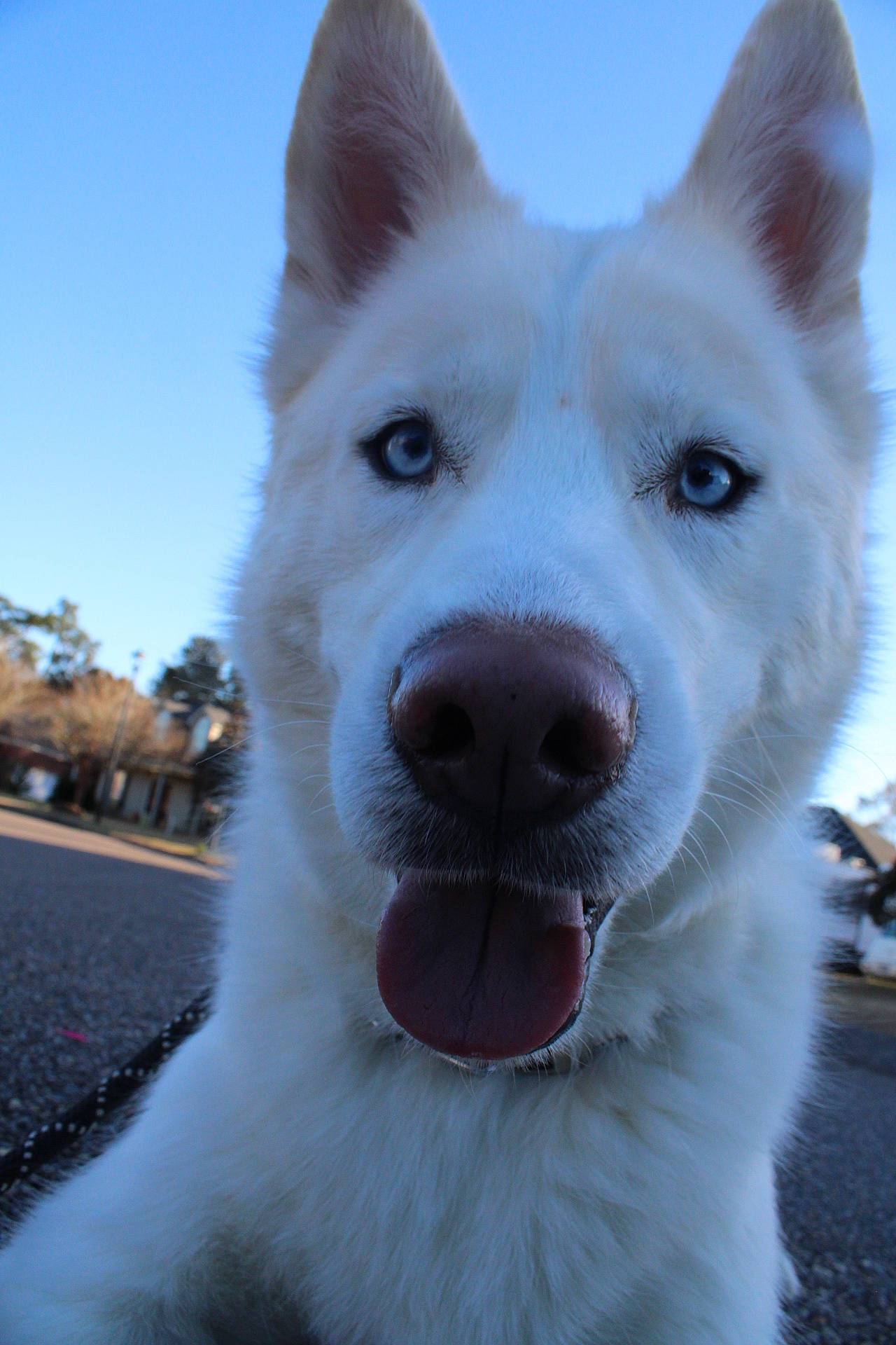 Aspen is registered to the contest to win money with this photo: ancient_dog_breeds, canidae, carnivore, companion_dog, dog, dog_breed, electric_blue, fang, fur, giant_dog_breed, herding_dog, non_sporting_group, sky, snout, sporting_group, terrestrial_animal, tree, whiskers, working_animal, working_dog