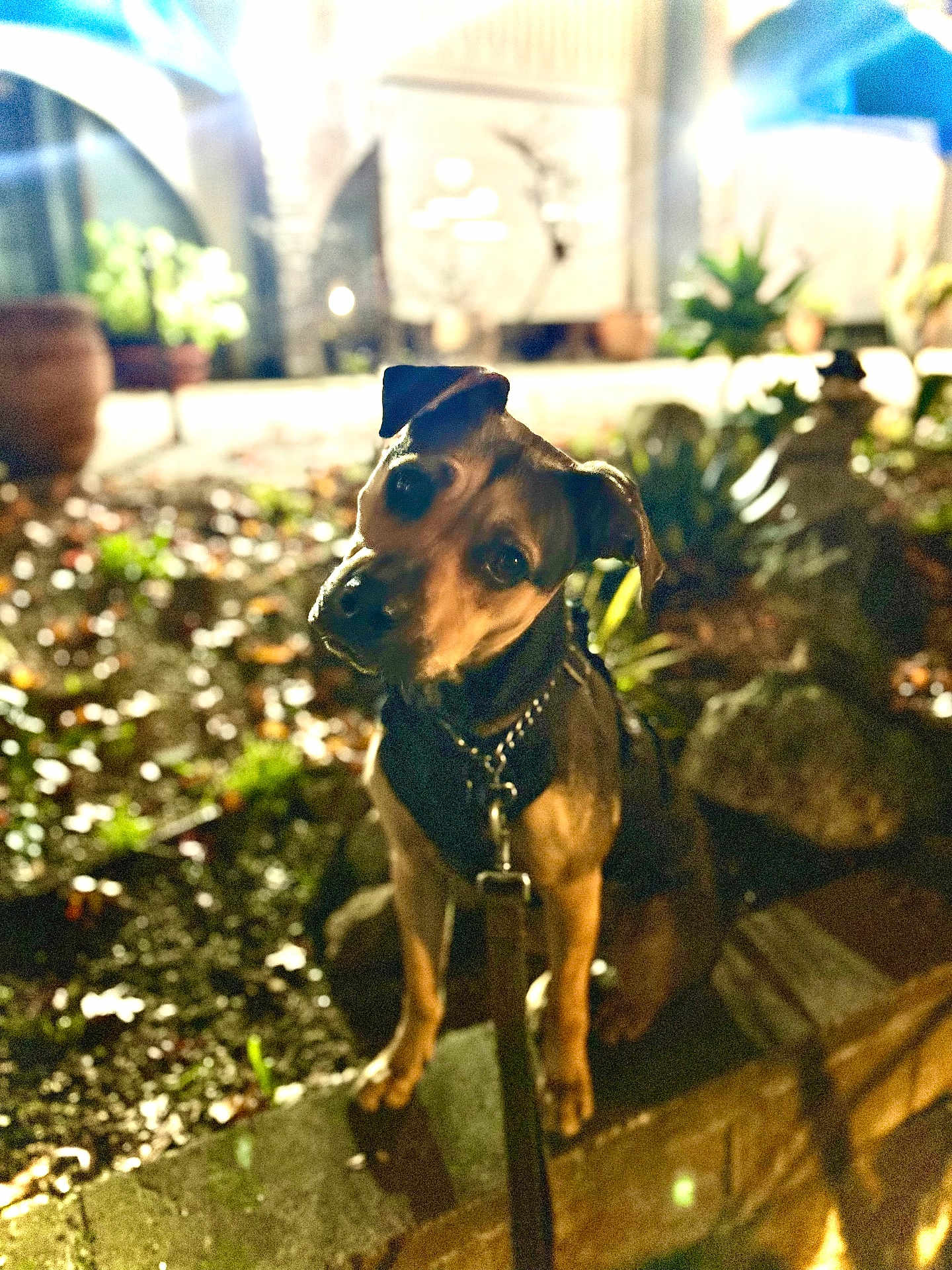 Remington Or Remi joined the competition — help win amazing prizes! dog, pet, leash, collar, harness, portrait, nighttime, bokeh, garden, plants, stone_wall, leaves, head_tilt, brown_coat, expressive_eyes, muzzle, sitting, closeup, outdoor, artificial_light