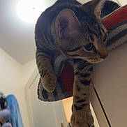 Prada a rejoint le concours — aidez-le/la à gagner de superbes lots ! animal, bedroom, blanket, cat, ceiling_light, close_up, door, ears, feline, funny_pose, hanging, home, indoor, paws, perched, pet, portrait, striped_fur, tabby_cat, whiskers