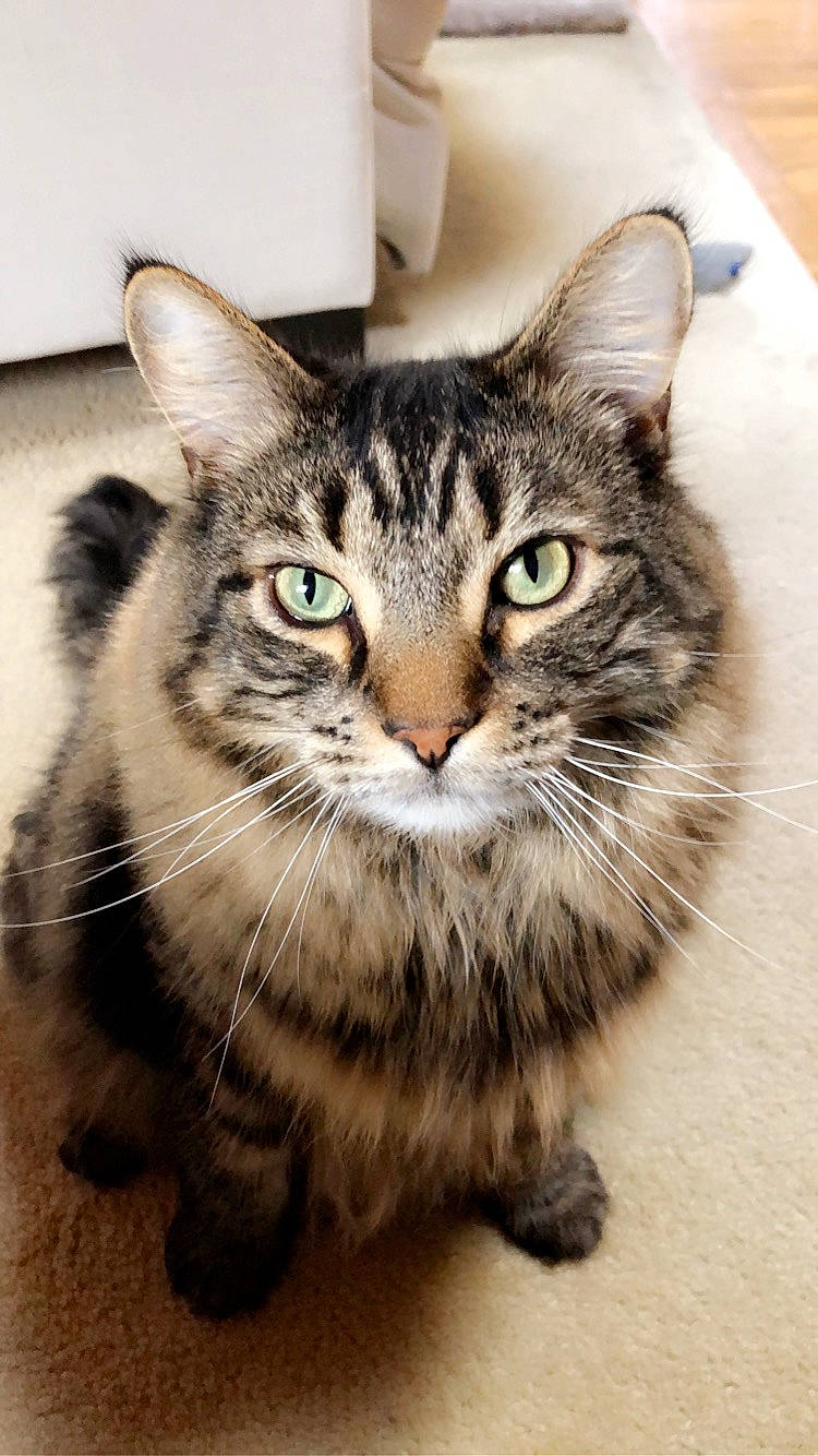 Winston is registered to the contest to win money with this photo: box, carnivore, cat, claw, domestic_short_haired_cat, door, felidae, flooring, fur, iris, paw, small_to_medium_sized_cats, snout, terrestrial_animal, whiskers, wildlife, window, wood