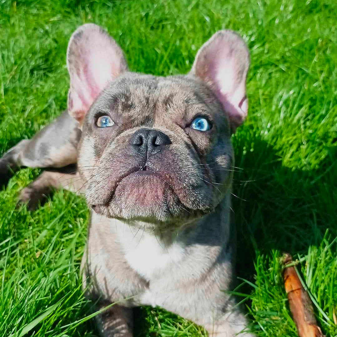 Hope'S a rejoint le concours — aidez-le/la à gagner de superbes lots ! animal, backyard, boxer, bulldog, canine, dog, frenchbulldog, grass, lawn, moss, nature, outdoors, pet, pitbull, plant, puppy, snout, soil, whitedog, yard