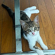 Chipie participe au concours pour gagner de l'argent avec cette photo : cat, kitten, tabby, white_paws, wooden_floor, metal_frame, curious, young_animal, pet, indoor, stretching, playful, feline, whiskers, ears, flooring, domestic_cat, cute, animal, resting