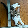 cat, kitten, tabby, white_paws, wooden_floor, metal_frame, curious, young_animal, pet, indoor, stretching, playful, feline, whiskers, ears, flooring, domestic_cat, cute, animal, resting