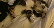 Nugget is registered to the contest to win money with this photo: cat, sleeping, bed, blanket, cozy, fur, pet, indoor, resting, napping, domestic, cute, whiskers, paws, striped, tabby, relaxed, animal, soft, comfort