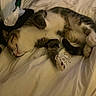 cat, sleeping, bed, blanket, cozy, fur, pet, indoor, resting, napping, domestic, cute, whiskers, paws, striped, tabby, relaxed, animal, soft, comfort