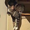 Nugget is registered to the contest to win money with this photo: cat, tabby_cat, indoor, cabinet, furniture, curious, pets, animal, whiskers, paws, stretching, shadow, lamp, wood, house, domestic, mammal, fur, eyes, ears