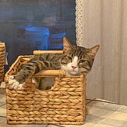 Nugget joined the competition — help win amazing prizes! cat, tabby_cat, basket, indoor, relaxed, stretching, feline, curious, cozy, tablecloth, woven, paw, ear, fur, resting, home, curtain, pattern, pet, animal