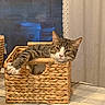cat, tabby_cat, basket, indoor, relaxed, stretching, feline, curious, cozy, tablecloth, woven, paw, ear, fur, resting, home, curtain, pattern, pet, animal