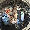 Nugget is registered to the contest to win money with this photo: cat, tabby_cat, laundry, washing_machine, clothes, curious, indoor, household, pet, metal_drum, fabric, colorful, whiskers, ears, fur, domestic_cat, appliance, looking_up, single_cat, cleaning