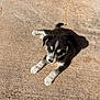 Lobo joined the competition — help win amazing prizes! adorable, animal, black_and_white, companion, concrete, cute, daylight, dog, ears, friendly, fur, lying_down, outdoor, paws, pet, puppy, relaxed, shadow, sunlight, young