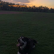 Lobo joined the competition — help win amazing prizes! animal, canine, clouds, dog, evening, field, grass, greenery, happy, landscape, lying_down, nature, outdoor, peaceful, pet, silhouette, sky, sunset, tongue_out, trees
