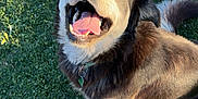 Lobo joined the competition — help win amazing prizes! animal, canine, closeup, collar, daylight, dog, fur, grass, happy, mammal, nature, outdoor, pet, playful, portrait, smiling, summer, sunlight, tail, tongue_out