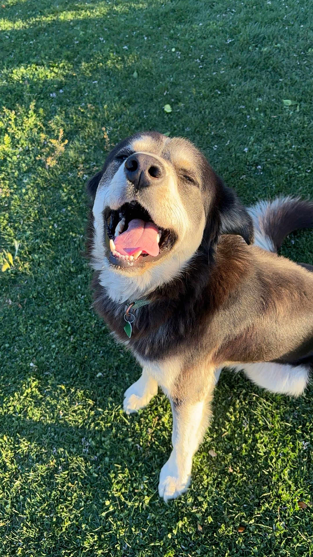 Lobo