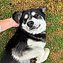 Lobo is registered to the contest to win money with this photo: animal, black_and_white, canine, companion, cute, dog, domestic_animal, ear, friendly, fur, grass, hand, happy, lying_down, nature, outdoor, paw, pet, relaxed, smiling