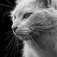 Bibi a rejoint le concours — aidez-le/la à gagner de superbes lots ! cat, animal, close_up, whiskers, fur, black_and_white, profile, pet, mammal, portrait, face, ears, eyes, nose, feline, nature, domestic_animal, outdoor, soft_texture, quiet