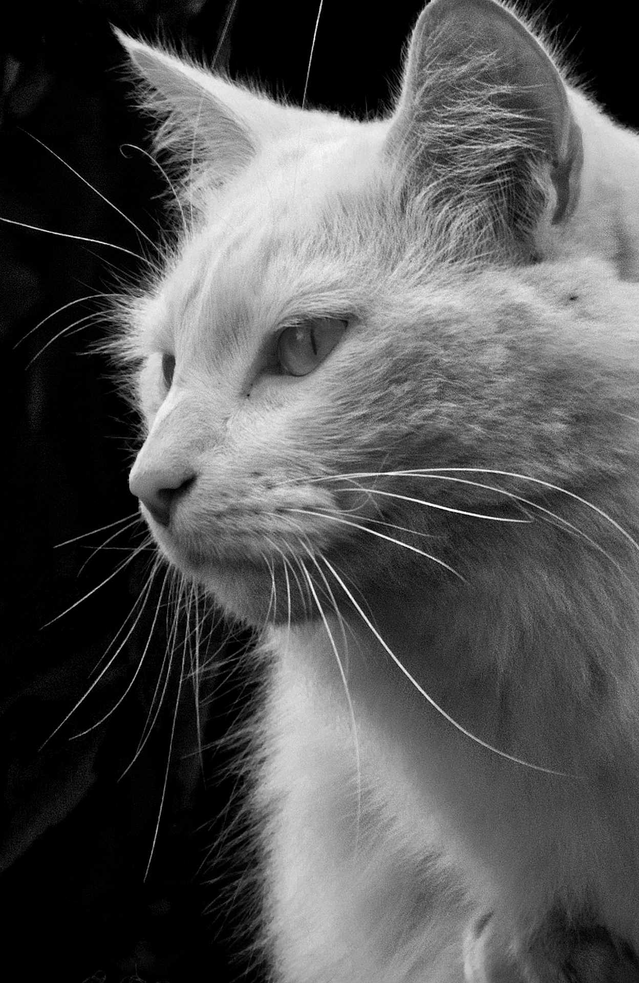 Bibi a rejoint le concours — aidez-le/la à gagner de superbes lots ! cat, animal, close_up, whiskers, fur, black_and_white, profile, pet, mammal, portrait, face, ears, eyes, nose, feline, nature, domestic_animal, outdoor, soft_texture, quiet