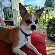 Bandit is registered to the contest to win money with this photo: dog, small_dog, brown_and_white, collar, pet, cushion, porch, outdoor, sunny, blue_sky, clouds, person, fence, greenery, plant, wooden_floor, dog_tag, alert, curious, resting