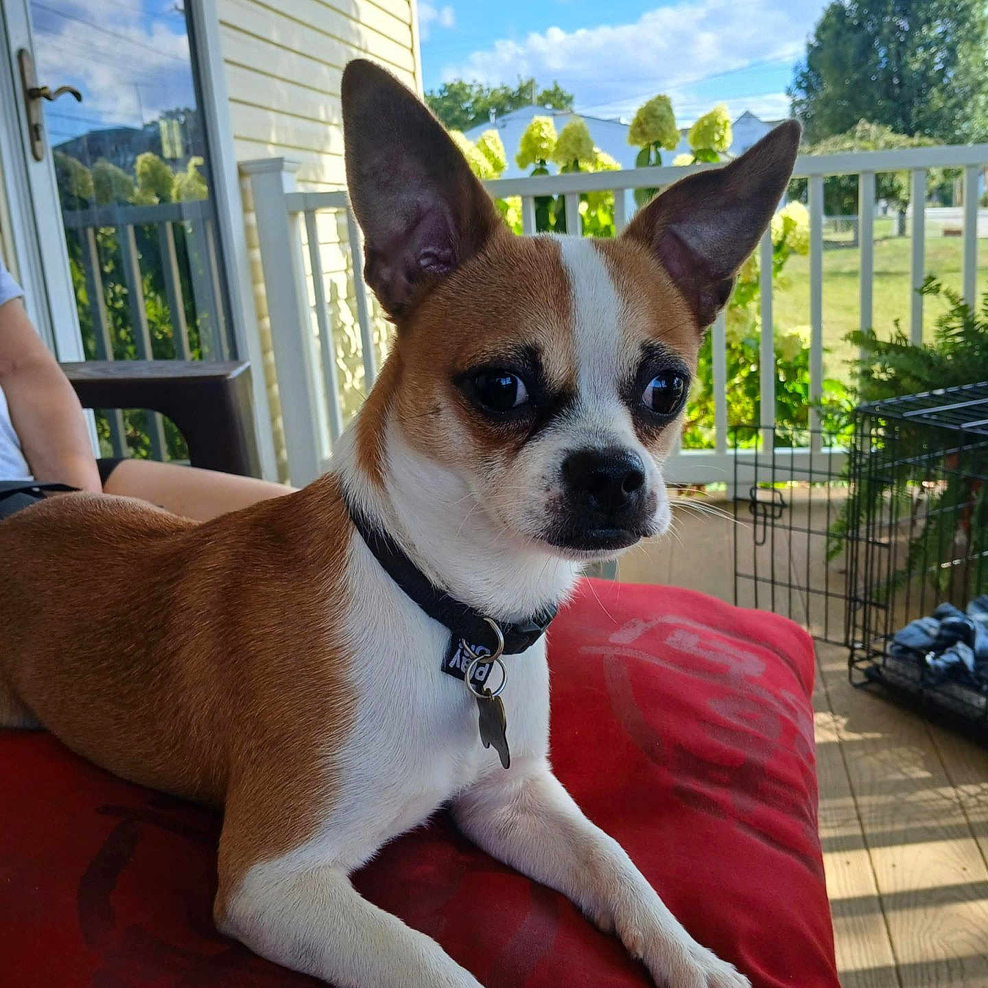 Bandit is registered to the contest to win money with this photo: alert, blue_sky, brown_and_white, clouds, collar, curious, cushion, dog, dog_tag, fence, greenery, outdoor, person, pet, plant, porch, resting, small_dog, sunny, wooden_floor