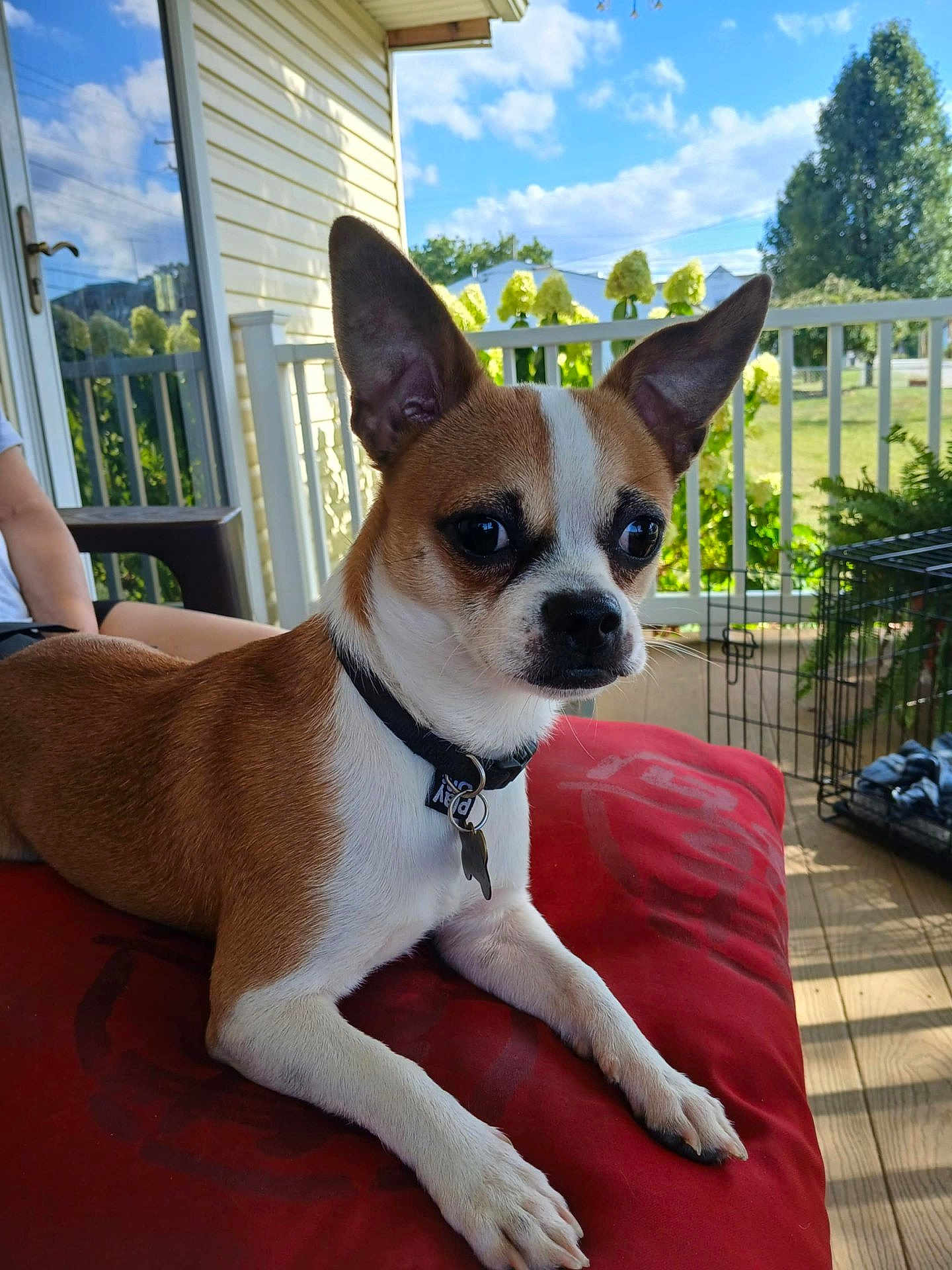 Bandit