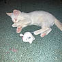 Lucky Luciano is registered to the contest to win money with this photo: kitten, cat, white_cat, toy, plush_mouse, carpet, indoor, pet, animal, sleeping, paw, pink_paw, feline, cute, domestic_cat, small, young, resting, floor, furry