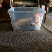 Lucky Luciano is registered to the contest to win money with this photo: cat, plastic_container, carpet, indoor, furniture, blurry, pet, animal, translucent, relaxing, floor, home, cozy, domestic, resting, container, feline, living_room, household, blur