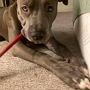 Ryker is registered to the contest to win money with this photo: animal, brown_dog, canine, carpet, close_up, cute, dog, domestic, ears, floor, fur, home, indoor, looking_up, lying_down, mammal, nose, paws, pet, red_object