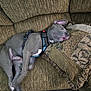dog, sleeping, couch, pillow, indoor, pet, relaxed, gray_dog, animal, resting, harness, cozy, home, furniture, canine, comfort, napping, domestic, paw, ear