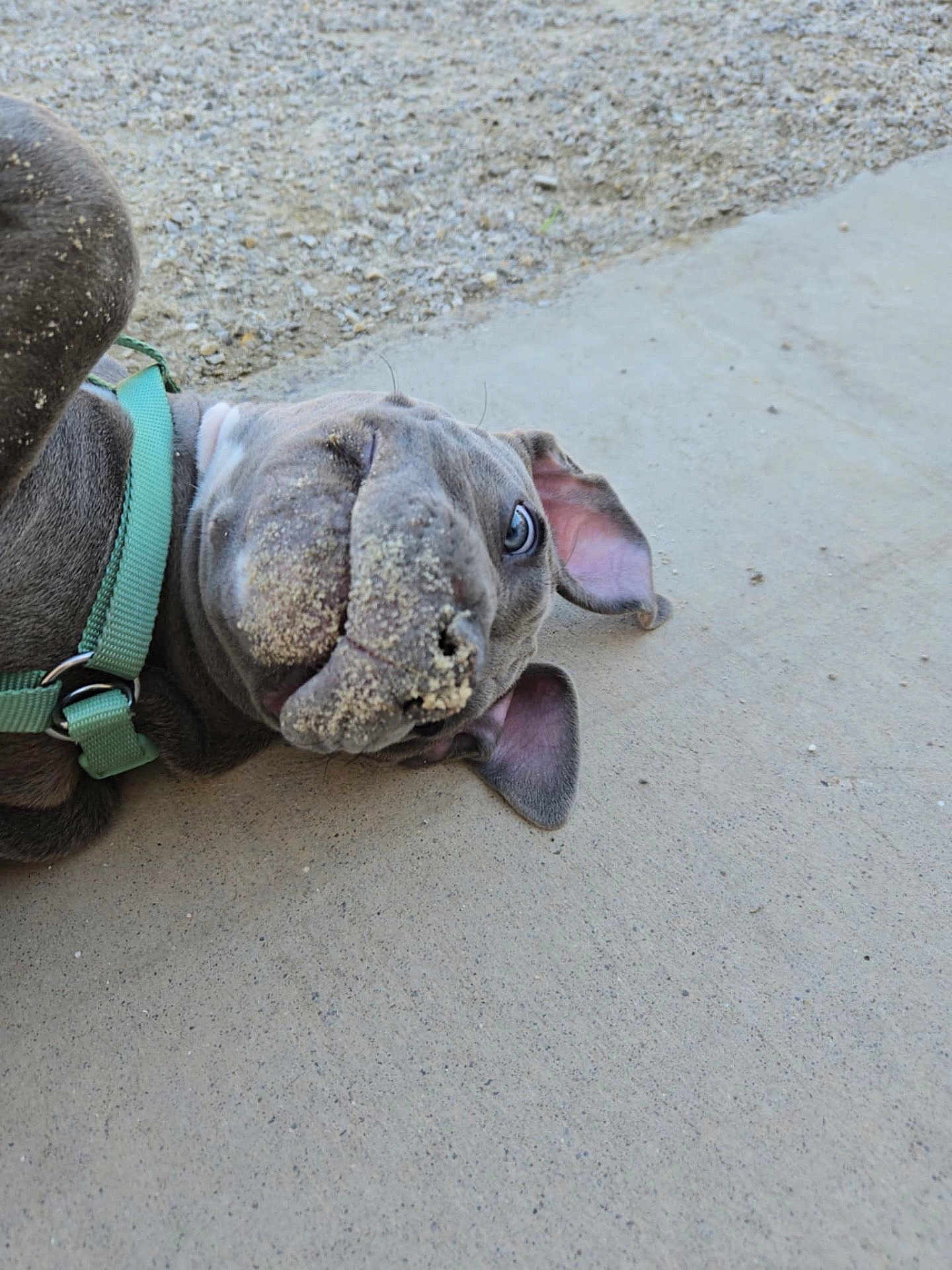 Ryker is registered to the contest to win money with this photo: dog, puppy, sand, playful, lying_down, harness, outdoor, concrete, gravel, closeup, pet, canine, fun, cute, animal, snout, ears, side_view, one_eye_open, resting