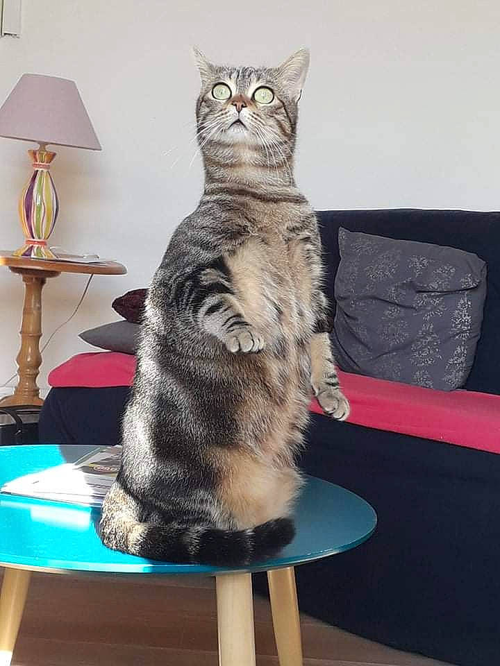 Fifi participe au concours pour gagner de l'argent avec cette photo : art, carnivore, cat, domestic_short_haired_cat, felidae, flooring, fur, grey, lamp, room, sitting, small_to_medium_sized_cats, snout, tail, whiskers