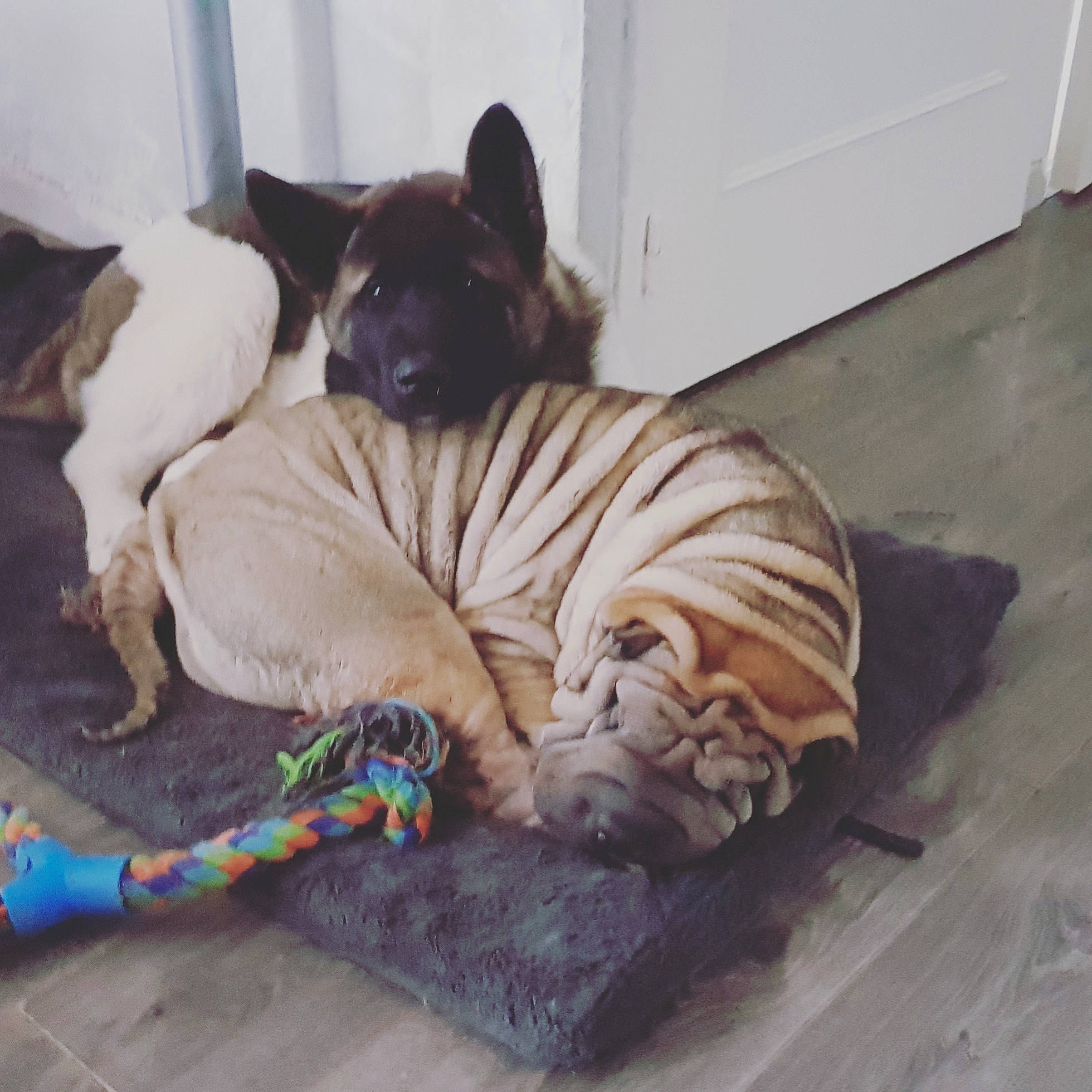Drogo a rejoint le concours — aidez-le/la à gagner de superbes lots ! bengal_tiger, canidae, carnivore, collar, comfort, companion_dog, dog, dog_bed, dog_breed, dog_supply, fawn, guard_dog, nap, paw, siberian_tiger, sleep, snout, sporting_group, terrestrial_animal, tiger