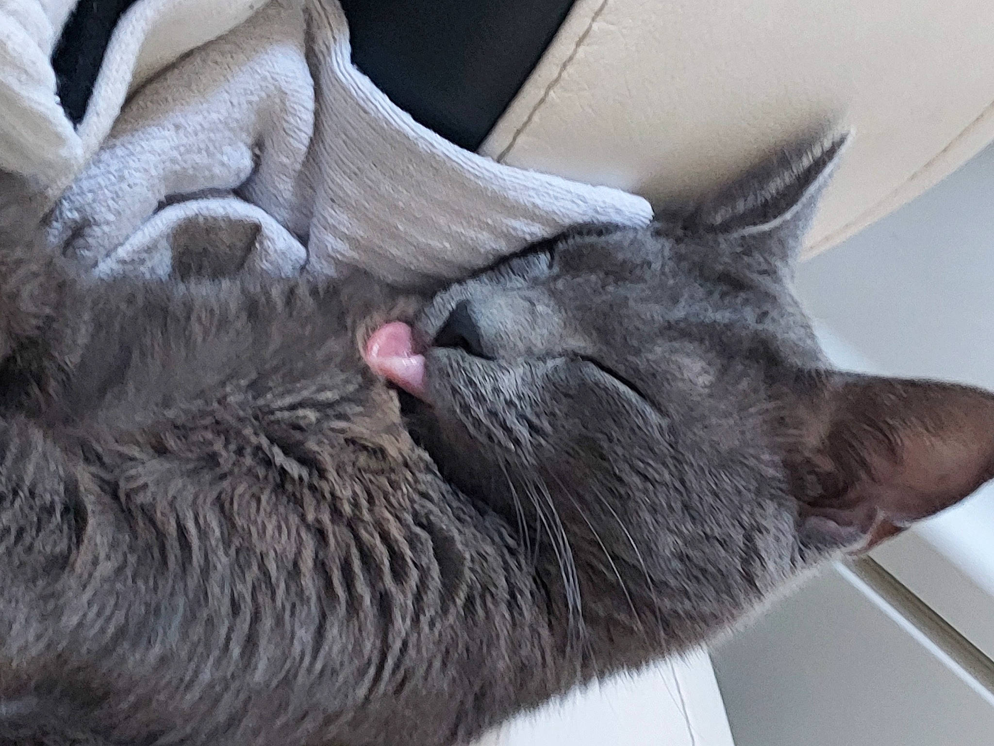 Clarie participe au concours pour gagner de l'argent avec cette photo : carnivore, cat, claw, comfort, domestic_short_haired_cat, ear, felidae, fur, grey, nap, paw, russian_blue, sleep, small_to_medium_sized_cats, snout, tail, whiskers