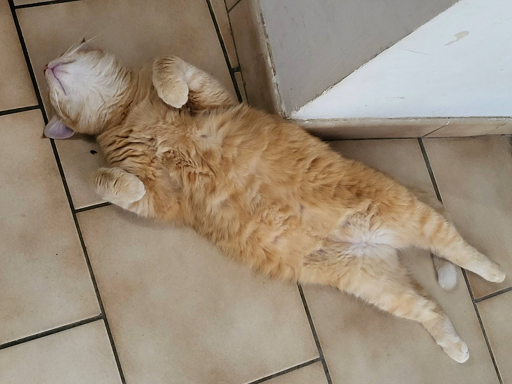 Garfield participe au concours pour gagner de l'argent avec cette photo : canidae, carnivore, cat, claw, companion_dog, dog_breed, fawn, felidae, flooring, fur, hardwood, human_leg, paw, small_to_medium_sized_cats, sporting_group, tail, terrestrial_animal, tile_flooring, whiskers, wood
