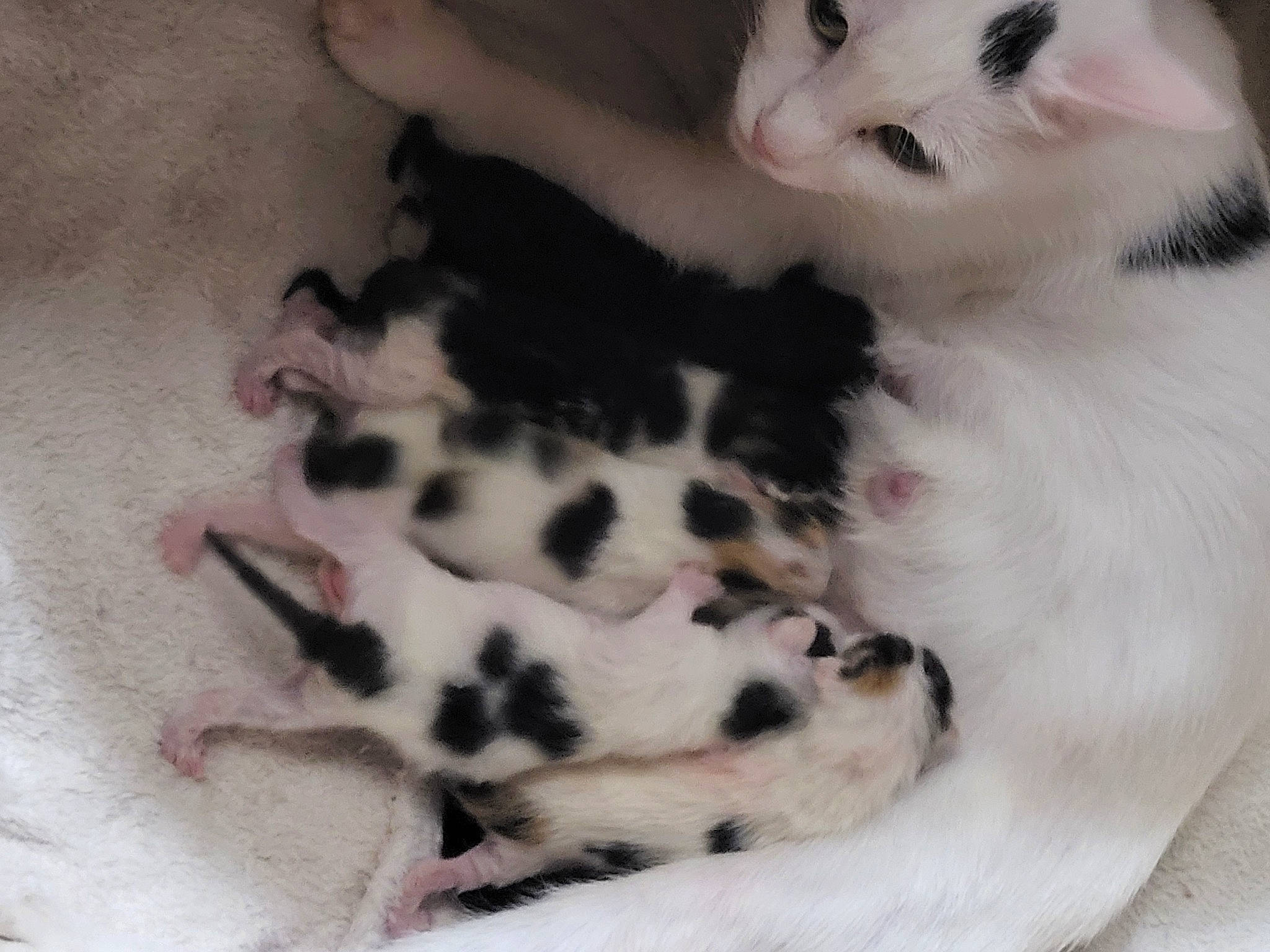 Toscane a rejoint le concours — aidez-le/la à gagner de superbes lots ! canidae, carnivore, cat, claw, comfort, companion_dog, dog_breed, domestic_short_haired_cat, fawn, felidae, fur, mammal, paw, small_to_medium_sized_cats, snout, sporting_group, tail, terrestrial_animal, whiskers, white